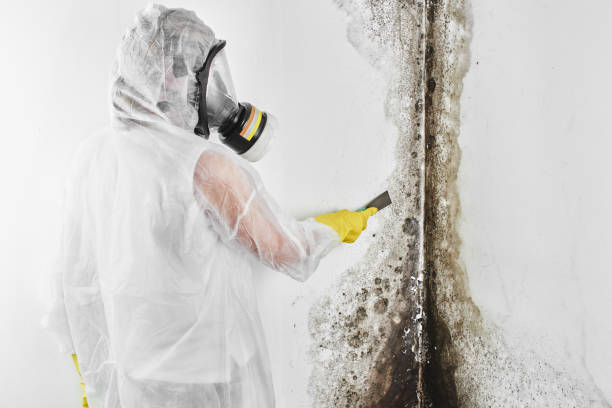 Best Toxic Mold Removal  in Viroqua, WI