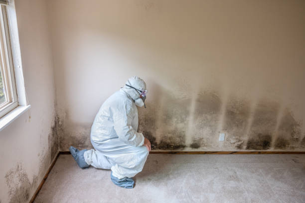 Best Attic Mold Removal  in Viroqua, WI